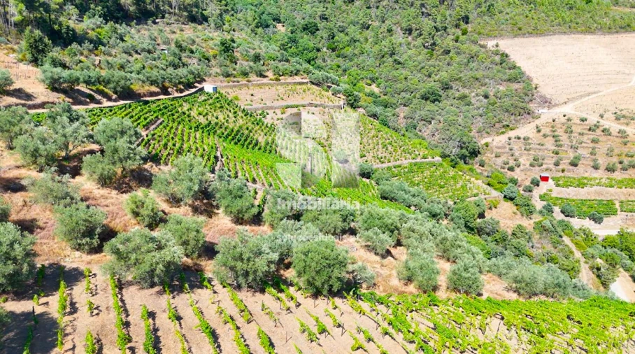 Terreno para Venda em Covas do Douro Foto 5