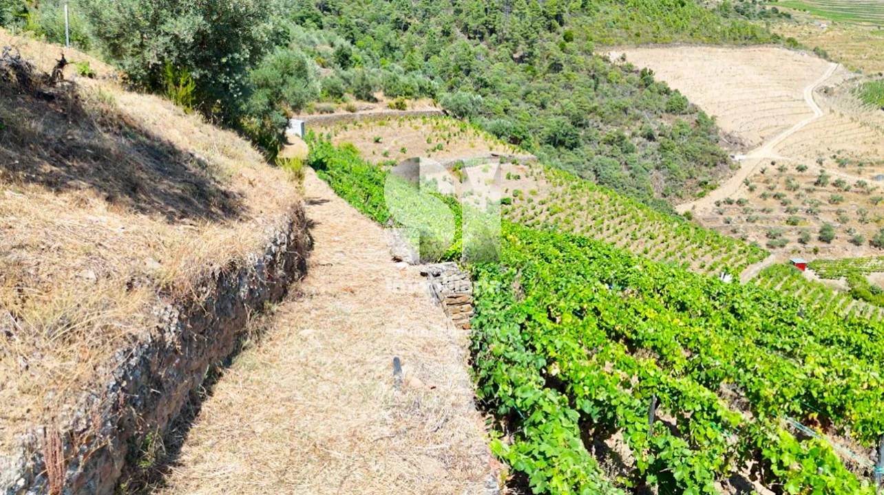 Terreno para Venda em Covas do Douro Foto 3