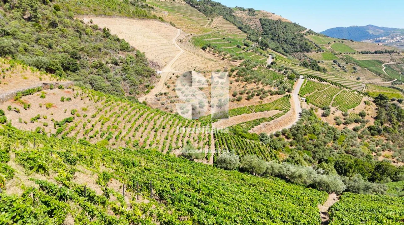 Terreno para Venda em Covas do Douro Foto 6