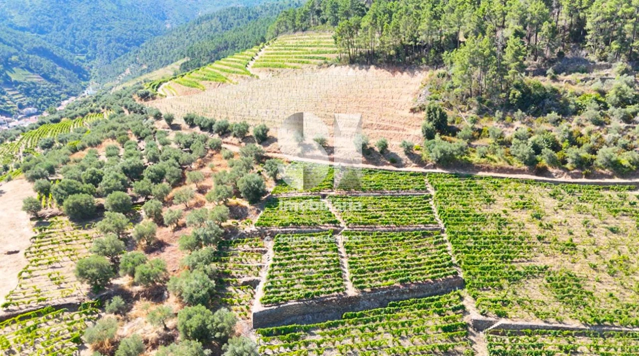 Terreno para Venda em Covas do Douro Foto 7