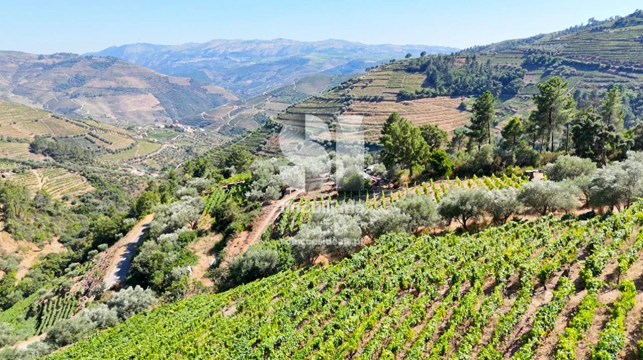 Terreno para Venda em Covas do Douro Foto 8