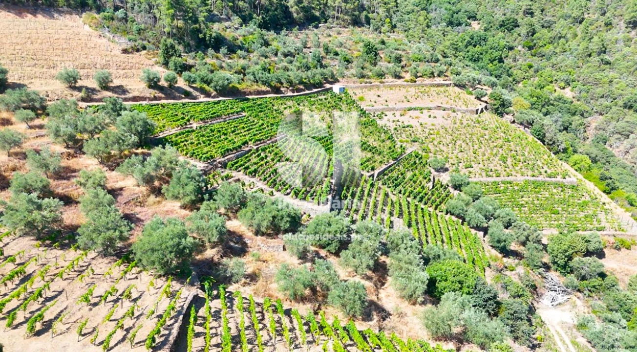 Terreno para Venda em Covas do Douro Foto 9