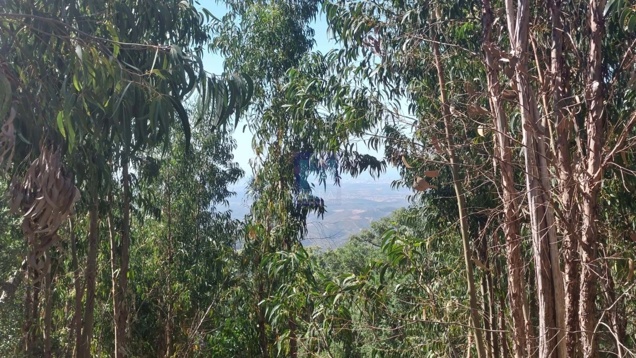 Terreno para Venda em Monchique Foto 7