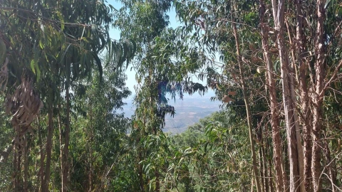 Terreno para Venda em Monchique