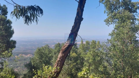 Terreno para Venda em Monchique