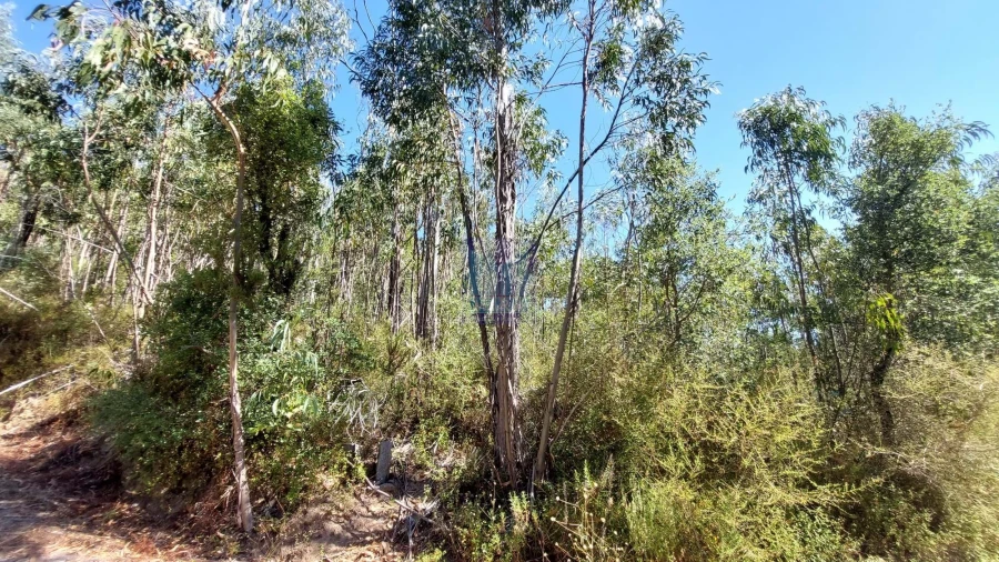 Terreno para Venda em Monchique Foto 24