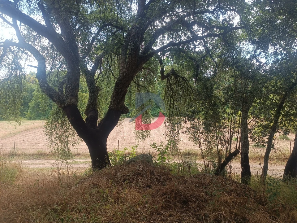 Terreno Agricola ou Rústico para Venda em Póvoa de Rio de Moinhos e Cafede Foto 6