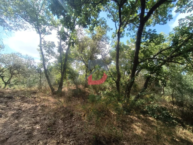Terreno Agricola ou Rústico para Venda em Póvoa de Rio de Moinhos e Cafede Foto 12