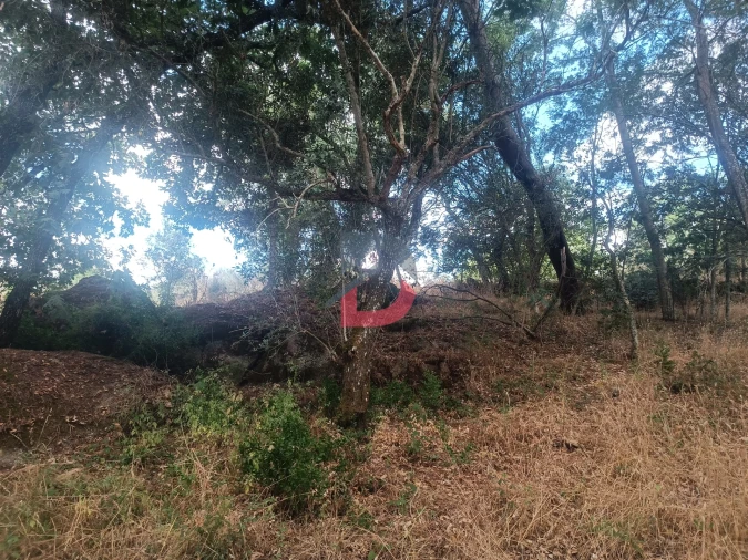 Terreno Agricola ou Rústico para Venda em Póvoa de Rio de Moinhos e Cafede Foto 5