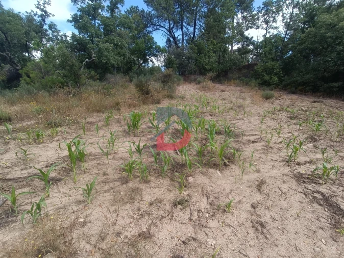 Terreno Agricola ou Rústico para Venda em Póvoa de Rio de Moinhos e Cafede Foto 7
