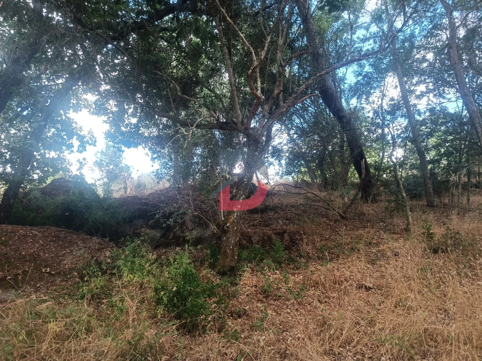 Terreno Agricola ou Rústico para Venda em Póvoa de Rio de Moinhos e Cafede Foto 5