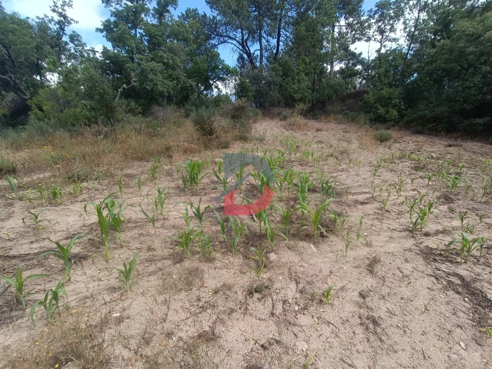 Terreno Agricola ou Rústico para Venda em Póvoa de Rio de Moinhos e Cafede Foto 7