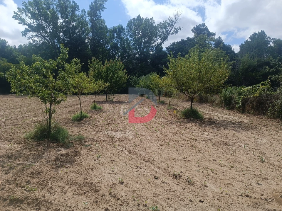 Terreno Agricola ou Rústico para Venda em Póvoa de Rio de Moinhos e Cafede Foto 2