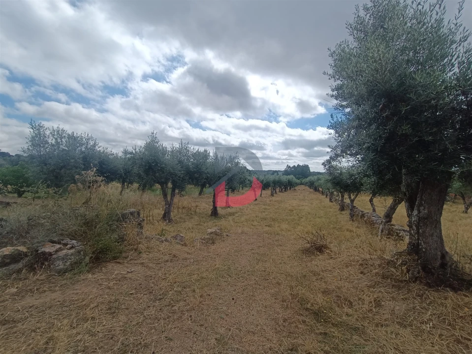 Terreno Agricola ou Rústico para Venda em Póvoa de Rio de Moinhos e Cafede Foto 7