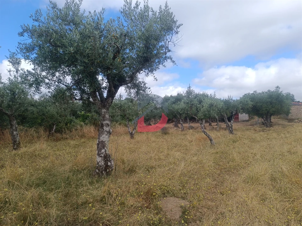 Terreno Agricola ou Rústico para Venda em Póvoa de Rio de Moinhos e Cafede Foto 16