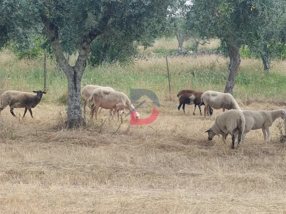 Terreno Agricola ou Rústico para Venda em Póvoa de Rio de Moinhos e Cafede Foto 22
