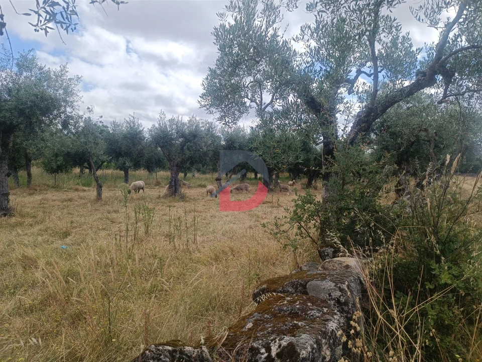Terreno Agricola ou Rústico para Venda em Póvoa de Rio de Moinhos e Cafede Foto 11