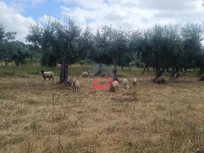 Terreno Agricola ou Rústico para Venda em Póvoa de Rio de Moinhos e Cafede Foto 15