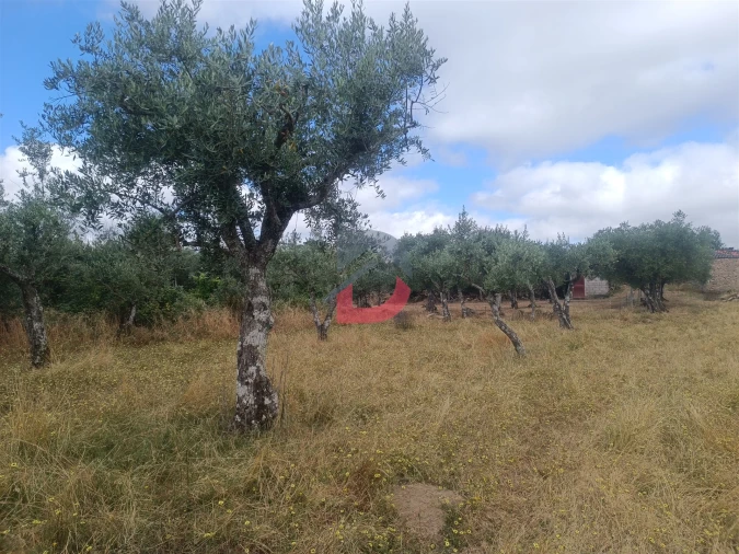 Terreno Agricola ou Rústico para Venda em Póvoa de Rio de Moinhos e Cafede Foto 16