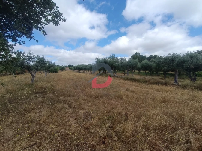 Terreno Agricola ou Rústico para Venda em Póvoa de Rio de Moinhos e Cafede Foto 20