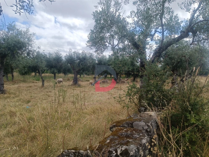 Terreno Agricola ou Rústico para Venda em Póvoa de Rio de Moinhos e Cafede Foto 11