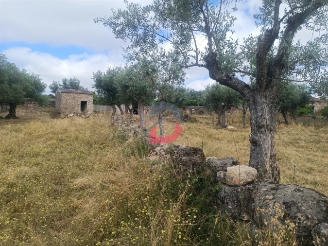 Terreno Agricola ou Rústico para Venda em Póvoa de Rio de Moinhos e Cafede Foto 13