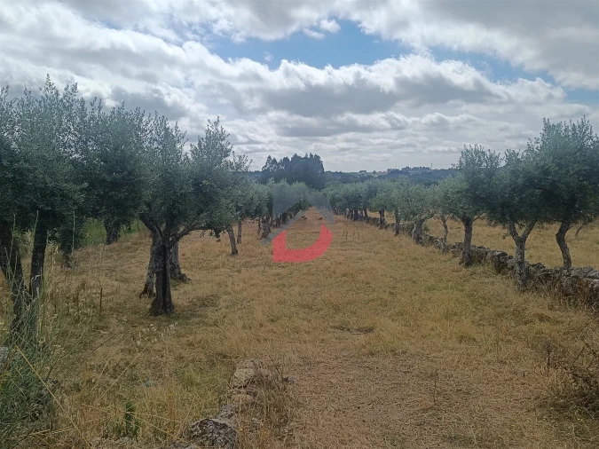 Terreno Agricola ou Rústico para Venda em Póvoa de Rio de Moinhos e Cafede Foto 9