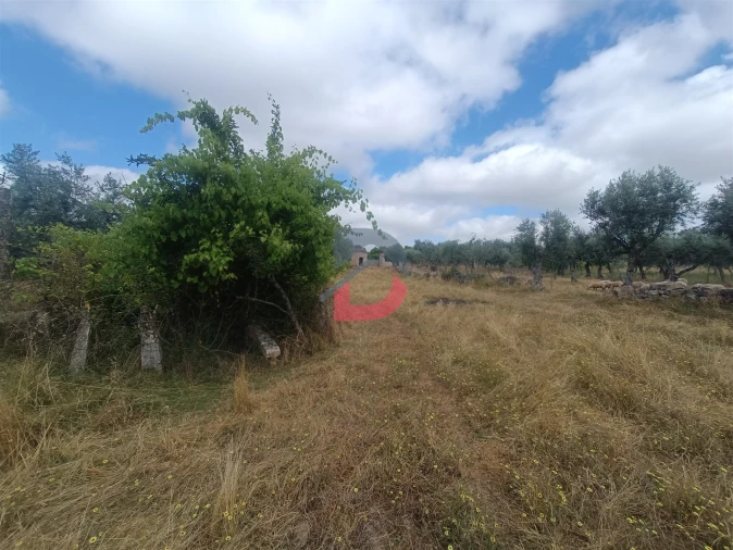 Terreno Agricola ou Rústico para Venda em Póvoa de Rio de Moinhos e Cafede Foto 17