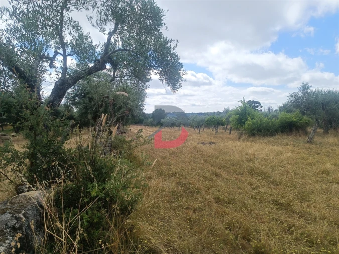 Terreno Agricola ou Rústico para Venda em Póvoa de Rio de Moinhos e Cafede Foto 12
