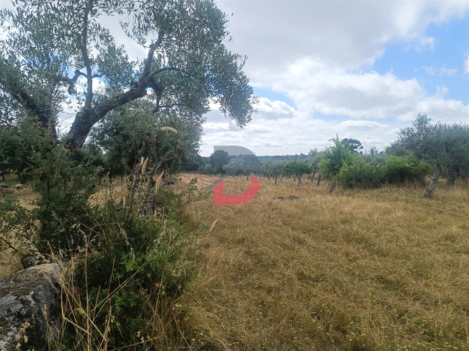 Terreno Agricola ou Rústico para Venda em Póvoa de Rio de Moinhos e Cafede Foto 12