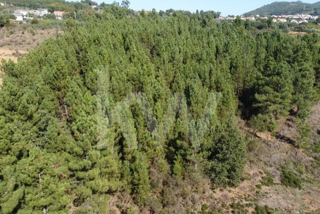 Quinta T5 para Venda em Souto da Casa Foto 28