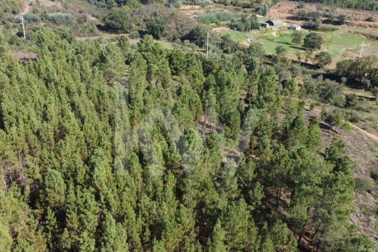 Quinta T5 para Venda em Souto da Casa Foto 7