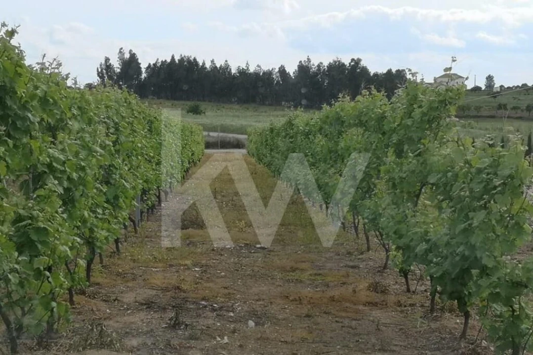 Terreno para Venda em Ladoeiro Foto 8