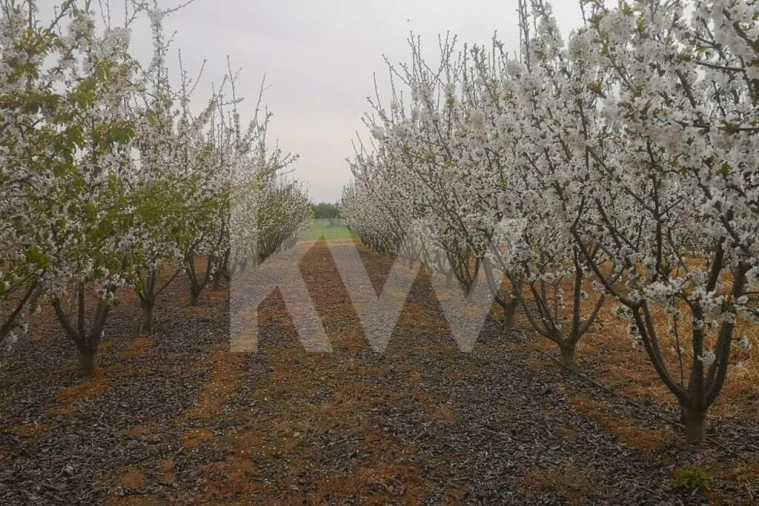 Terreno para Venda em Ladoeiro Foto 21
