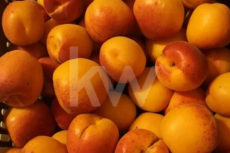 Terreno para Venda em Ladoeiro Foto 23