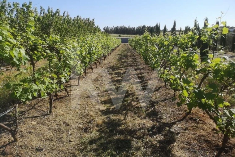 Terreno para Venda em Ladoeiro Foto 36
