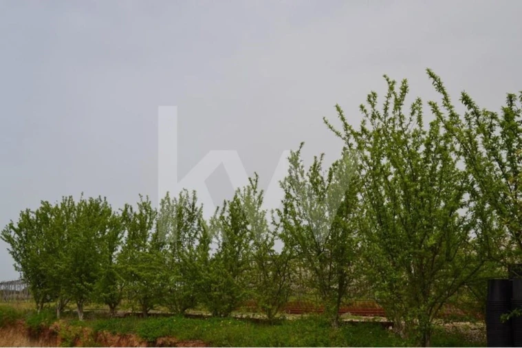 Terreno para Venda em Ladoeiro Foto 78