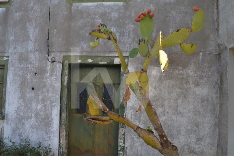 Quinta T4 para Venda em Ladoeiro Foto 8