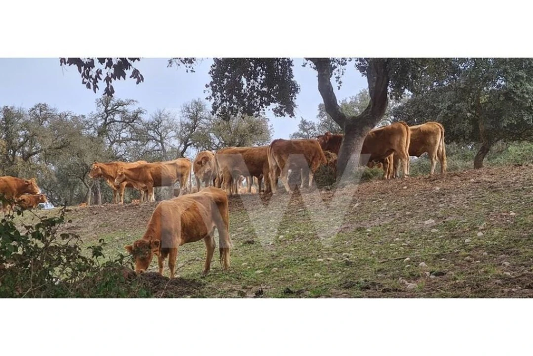 Quinta T4 para Venda em Benavente Foto 9