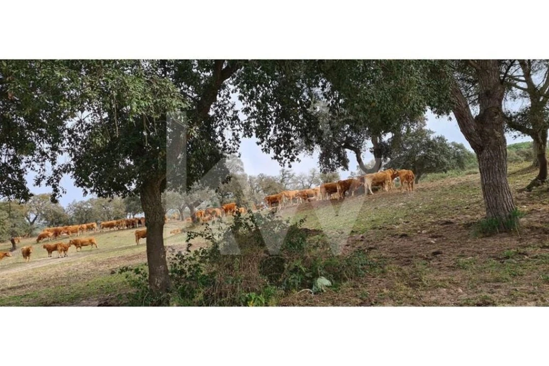 Quinta T4 para Venda em Benavente Foto 7