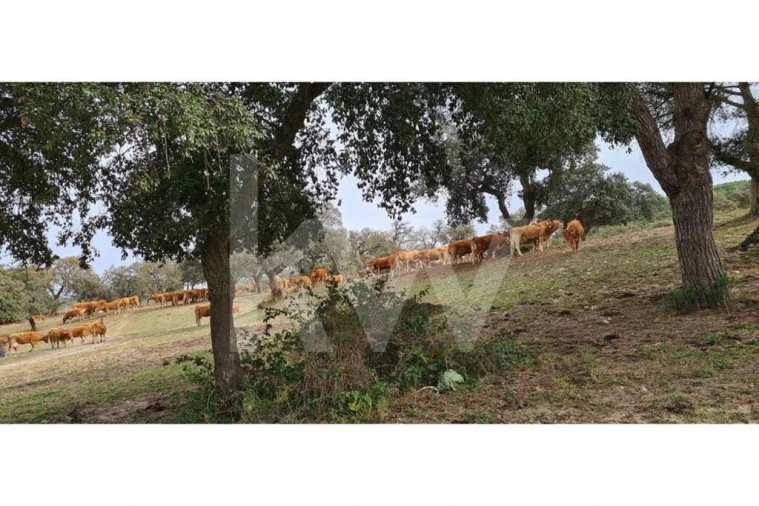 Quinta T4 para Venda em Benavente Foto 8