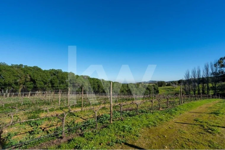 Quinta T6 para Venda em Azeitão (São Lourenço e São Simão) Foto 22