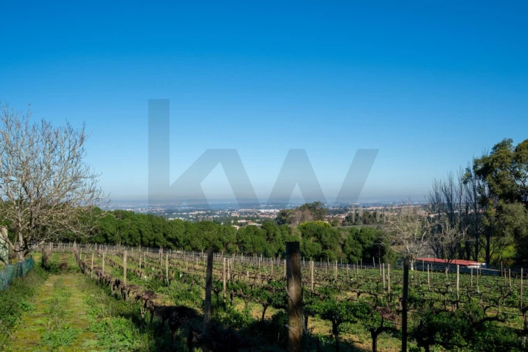 Quinta T6 para Venda em Azeitão (São Lourenço e São Simão) Foto 7