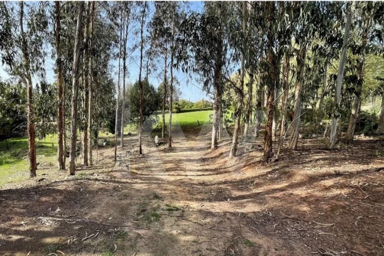 Moradia T9 para Venda em Águeda e Borralha Foto 72