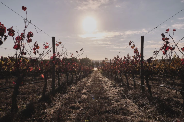 Moradia T3 para Venda em Nossa Senhora da Vila, Nossa Senhora do Bispo e Silveiras Foto 19