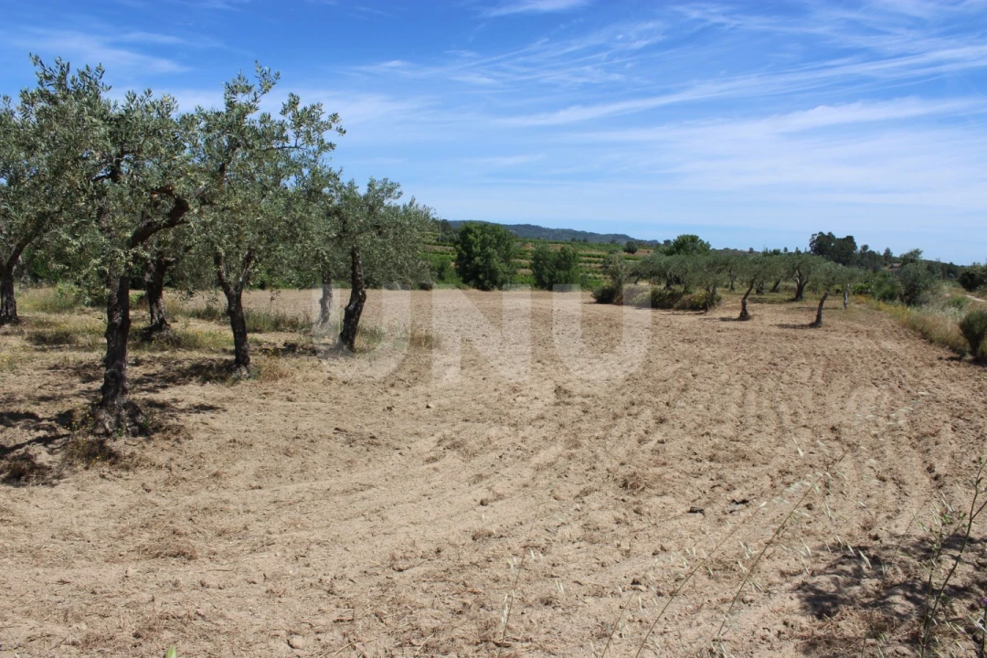 Quinta T1 para Venda em Orca Foto 16