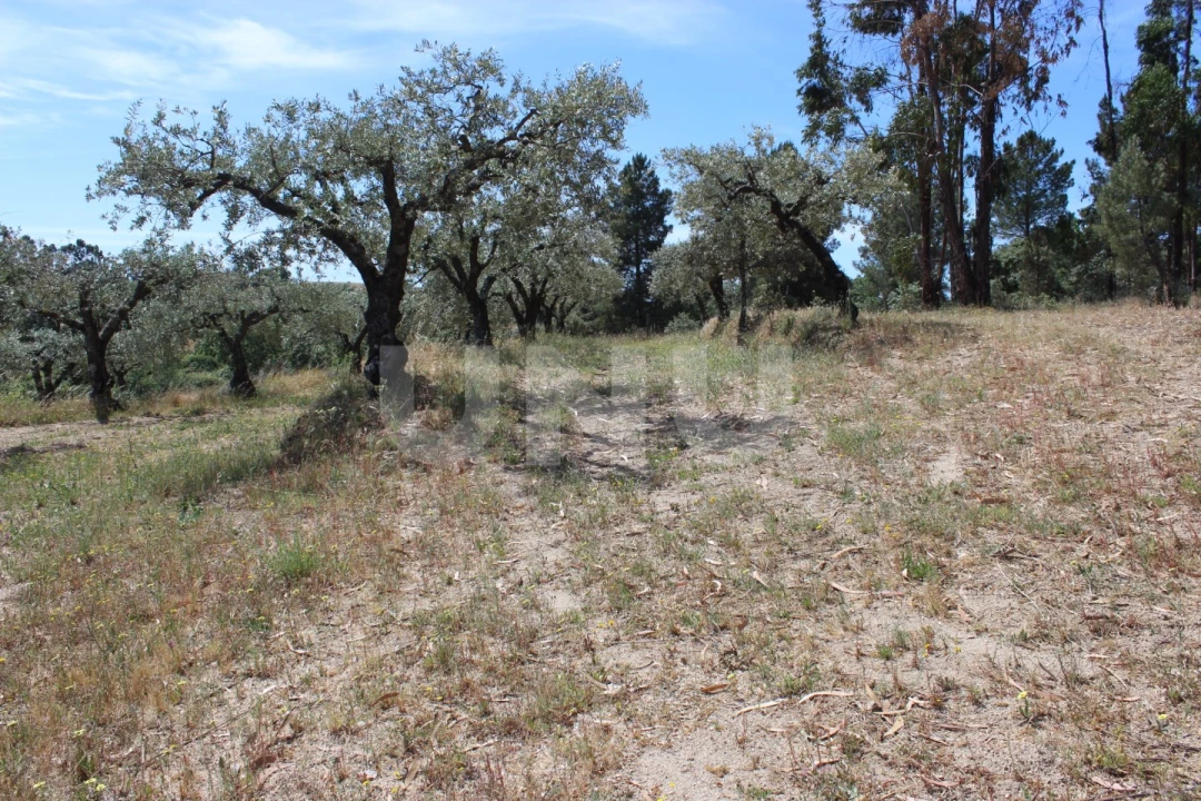 Quinta T1 para Venda em Orca Foto 29