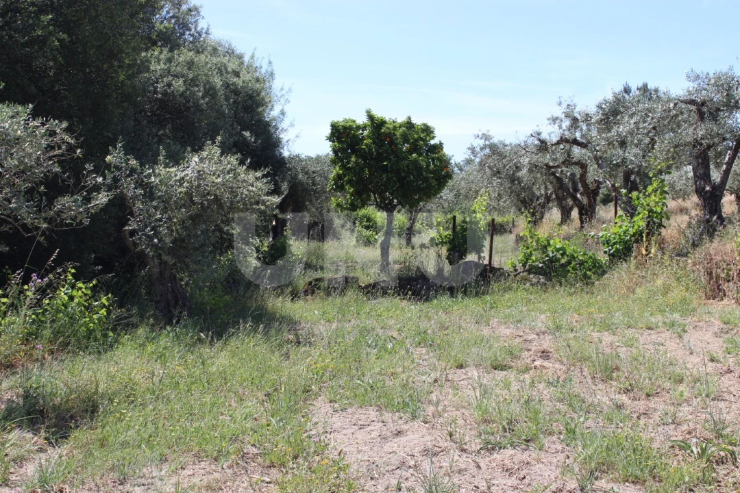 Quinta T1 para Venda em Orca Foto 41