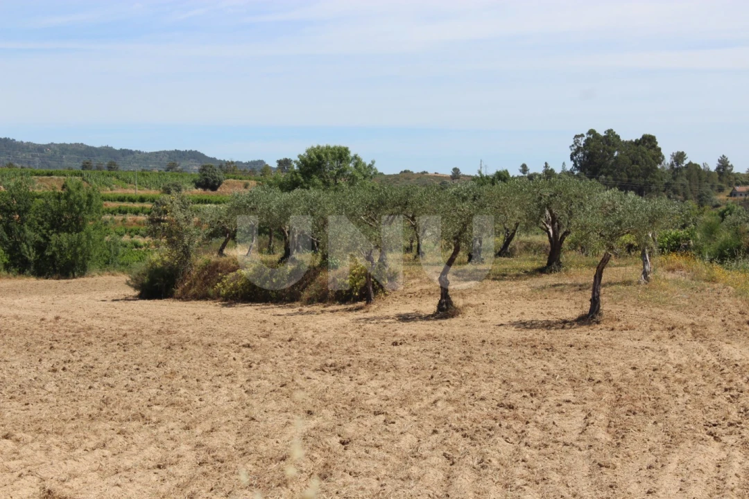 Quinta T1 para Venda em Orca Foto 43