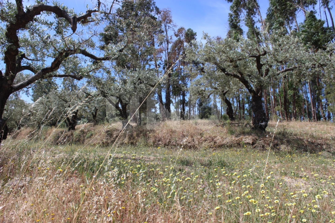 Quinta T1 para Venda em Orca Foto 46